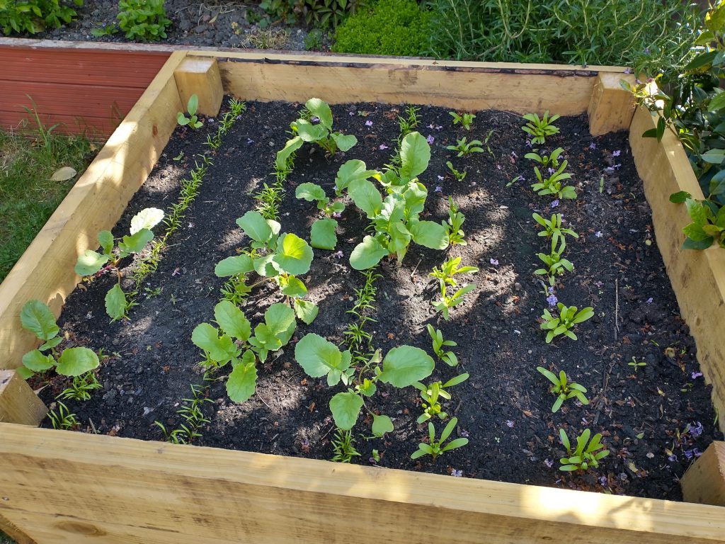 Growing your own veg - Microvist