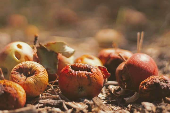 Composting basics